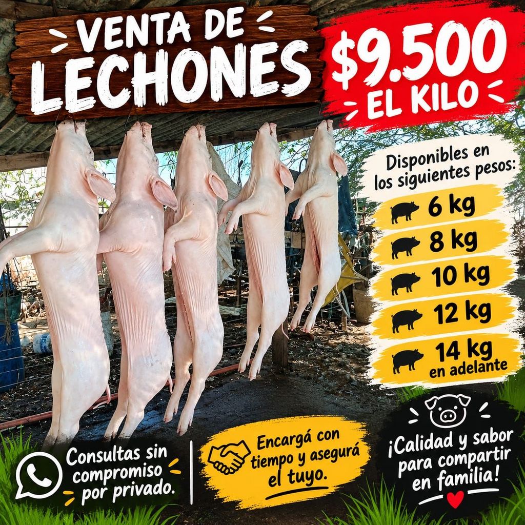 Lechones para venta