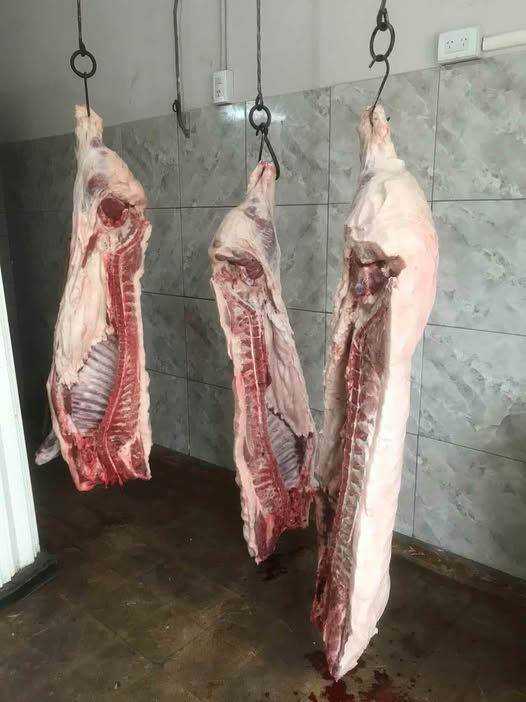 tenemos medias res de cerdo disponible!!